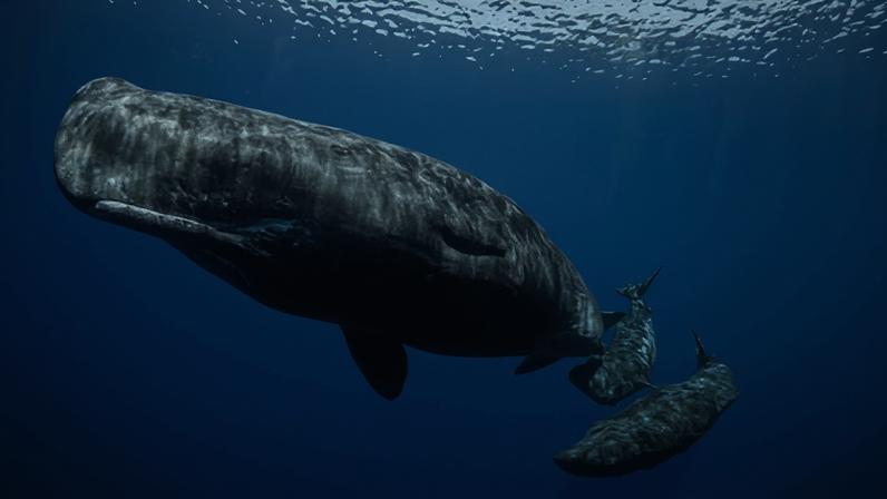 Sperm whales communicate vocally using sequences of short clicks called codas.