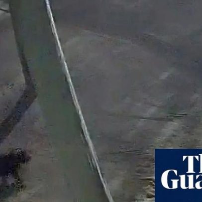 Diabo-da-Tasmânia Mary encontrada a 2 km de casa após duas semanas