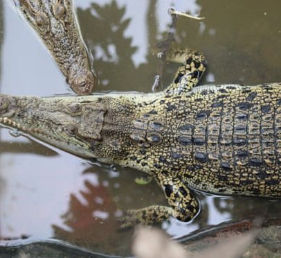 Wowcher pede desculpas por e-mail que citava ataque de crocodilo com bebê