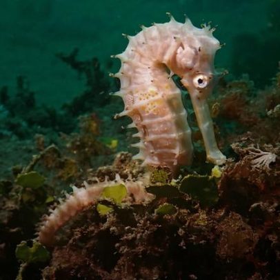 IA ajuda a detectar tráfico de vida marinha