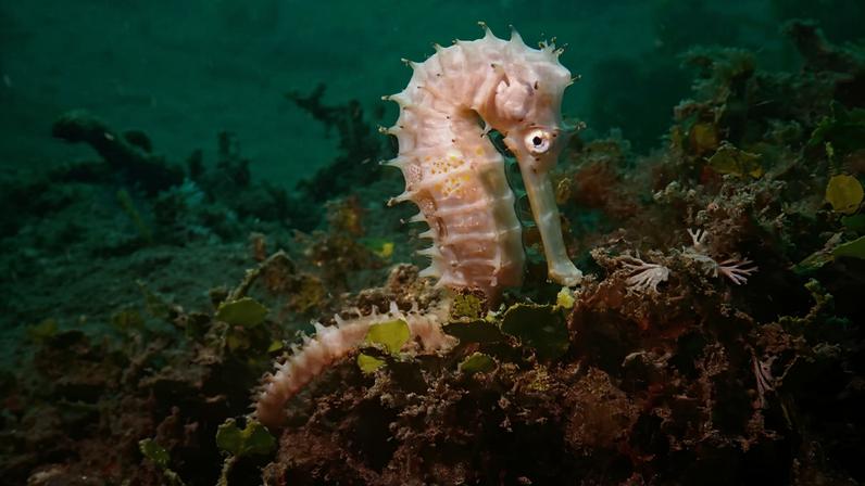 IA ajuda a detectar tráfico de vida marinha