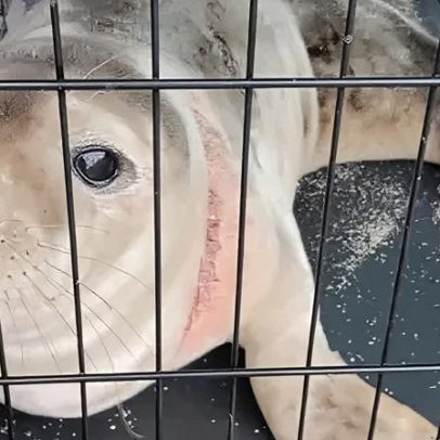 Combate para evitar a morte de animais em redes de pesca
