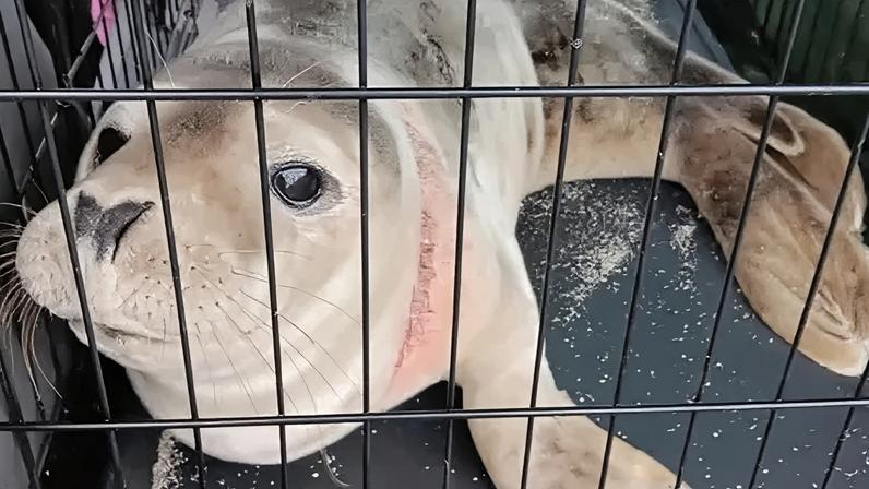 Combate para evitar a morte de animais em redes de pesca