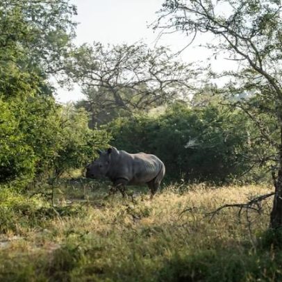 Moçambique conclui primeira população de rinocerontes brancos em décadas