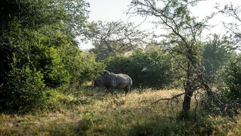 Rhino released into the boma, a large wildlife enclosure, inside Zinave National Park’s rhino sanctuary. Image © Peace Parks Foundation.