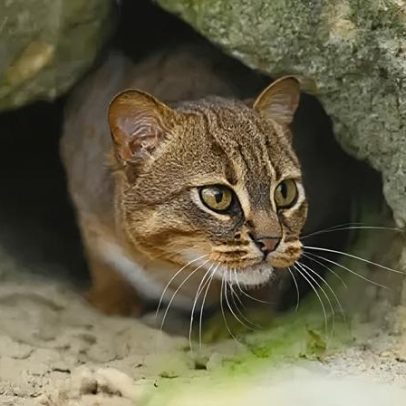 Gato selvagem pequeno de santuário entra em programa de reprodução