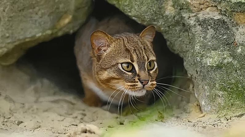 The Big Cat Sanctuary is building new enclosures for rusty-spotted cats