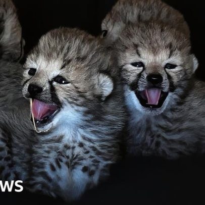 Sete filhotes de chita nascem no Whipsnade Zoo