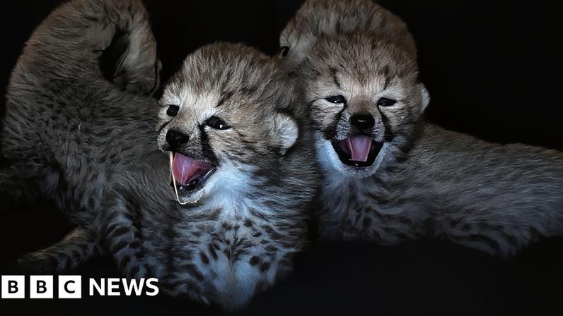 Two small cheetah cubs sitting in a pile of straw with their mouths open.