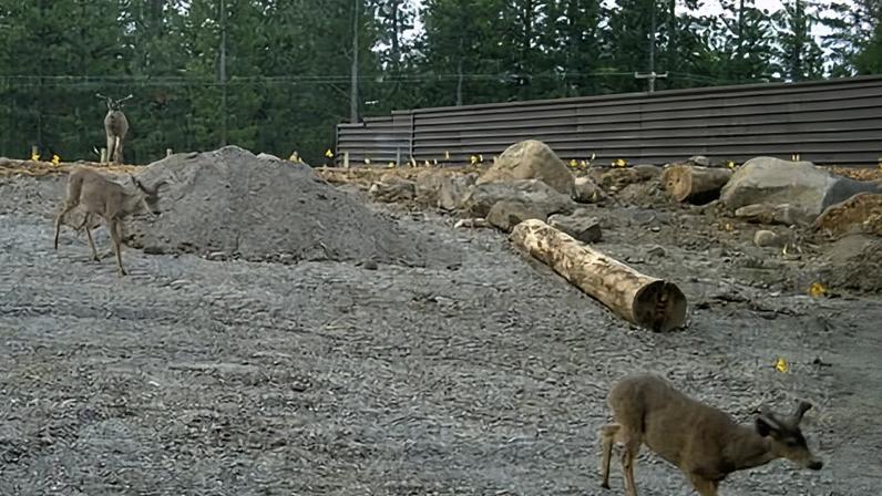 A trio of mule deer walking across a wildlife bridge in Siskiyou county, California, on 24 May.