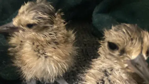 Two curlew chicks. They are beige and light brown coloured.