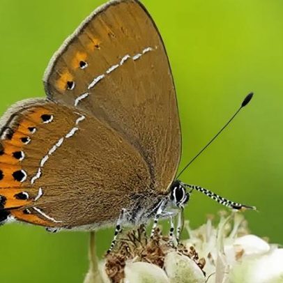 Achado de borboleta rara impulsiona pesquisa de conservação