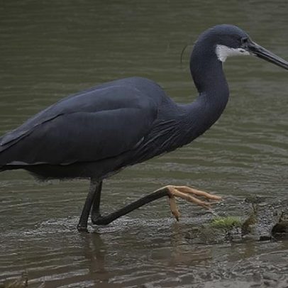 Centenas de observadores de aves vão ao Reino Unido ver pássaro africano pela primeira vez