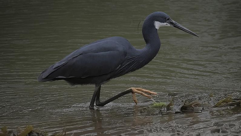 Centenas de observadores de aves vão ao Reino Unido ver pássaro africano pela primeira vez