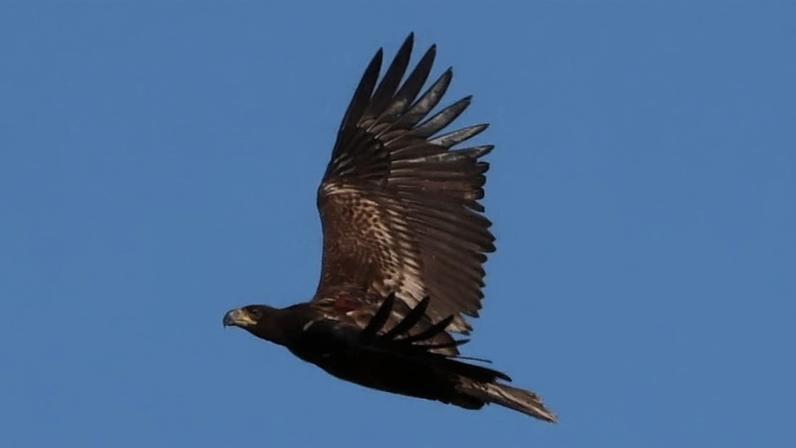 White-tailed sea eagle. with tracker just visible on back