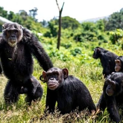 Abrigo de chimpanzés na RDC restringe entradas e desinfeta camas por Ebola