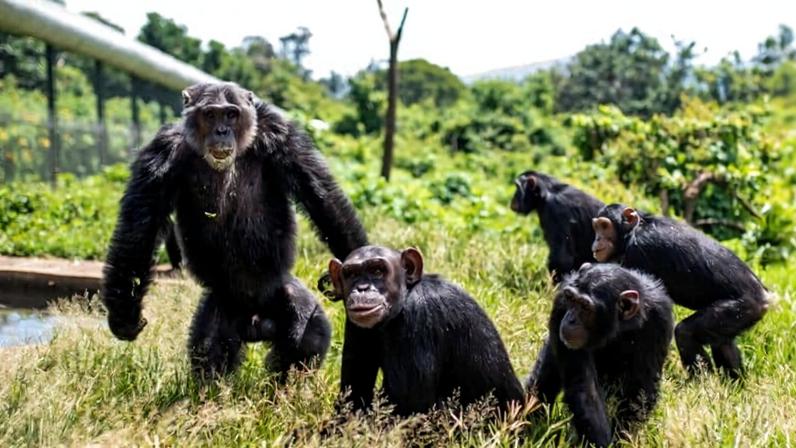 A family of chimpanzees at the Lwiro Primates Rehabilitation Center, located in South Kivu province in the eastern Democratic Republic of Congo. Image courtesy of Itsaso Vélez del Burgo Guinea/ Lwiro Primates Rehabilitation Center.