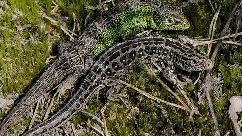Upton Heath is home to all six native reptiles, including sand lizards
