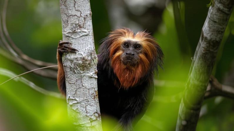 Endemic to Brazil, the golden-headed lion tamarin is increasingly on the radar for wildlife traffickers.