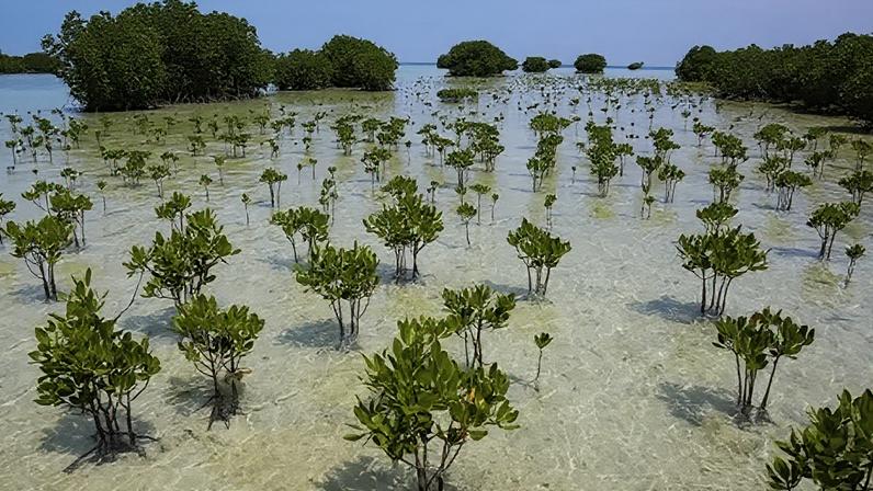 Getty Images Small mangrove trees sit spread out in clear shallow seawater, in the background is denser patches of mangrove forest. The sky is blue.