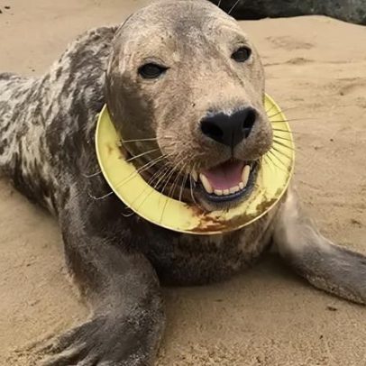Proibição de anéis voadores é apontada como causa das mortes de focas