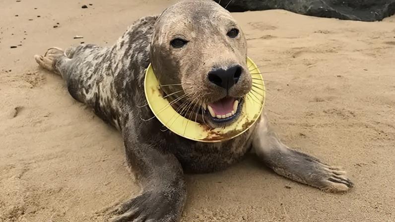 Friends of Horsey Seals