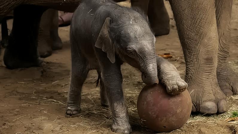 Elefante ameaçado de extinção nasce no zoológico