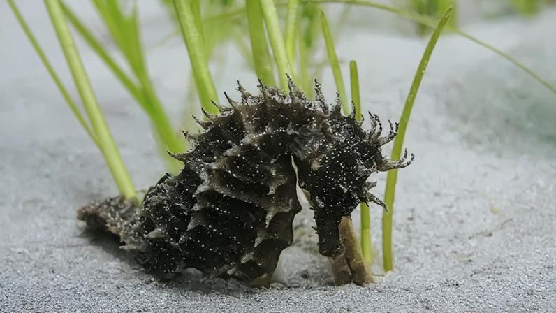 Ocean Conservation Trust/PA Wire The long snouted seahorse is a rare seahorse whose numbers declined the destruction of seagrass habitat. It is a small dark black coloured seahorse with light brown spines and is on white sand beside green grass.