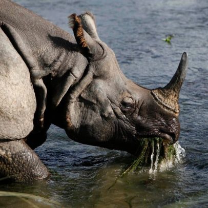 Translocação de rinocerontes no Nepal: números bons, habitat falho