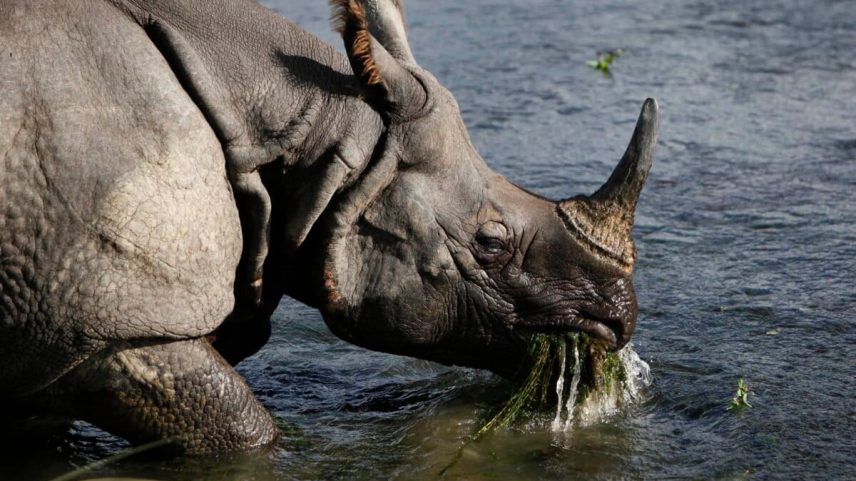 Translocação de rinocerontes no Nepal: números bons, habitat falho