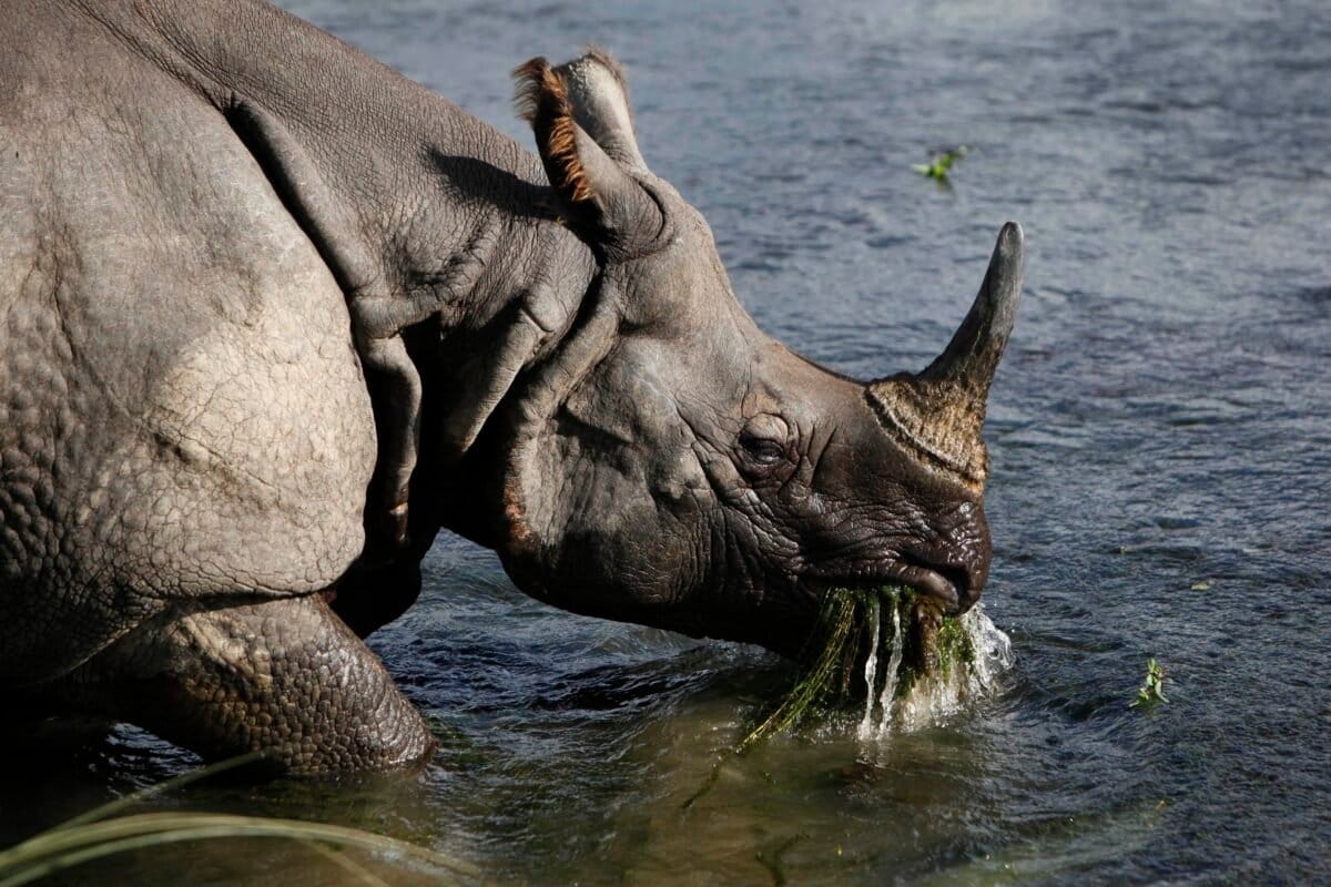 A greater one horned rhino eats water plants from a river in Janakauli community forest bordering Chitwan National Park, 2010. Image by AP Photos/Gemunu Amarasinghe.