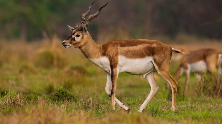 A herd of blackbucks graze in Blackbuck Conservation Area, Bardiya. Image by Shadow Ayush via Wikimedia Commons (CC BY-SA 4.0).