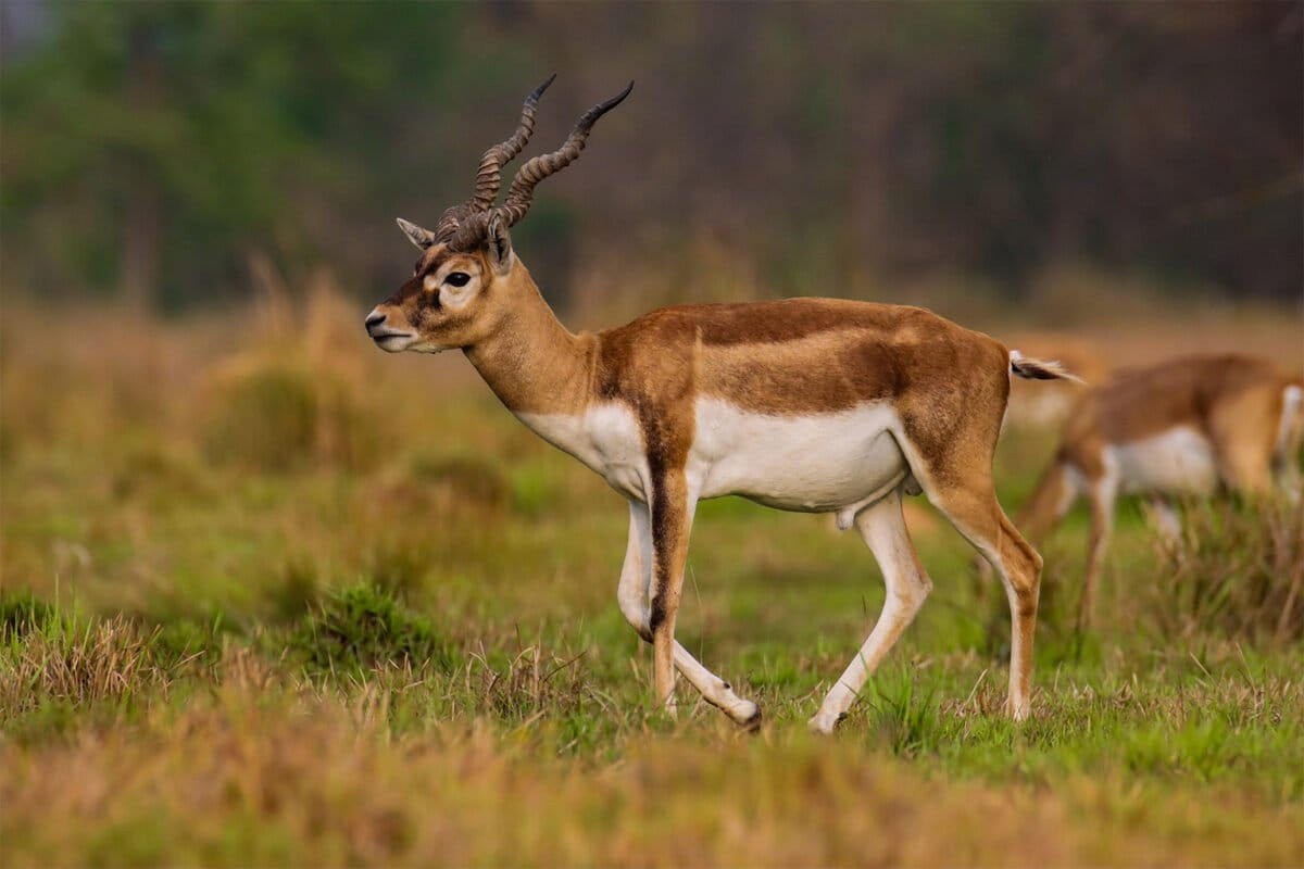 A herd of blackbucks graze in Blackbuck Conservation Area, Bardiya. Image by Shadow Ayush via Wikimedia Commons (CC BY-SA 4.0).