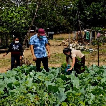 Conhecimento Maia ajuda agricultores guatemaltecos a reduzir agroquímicos