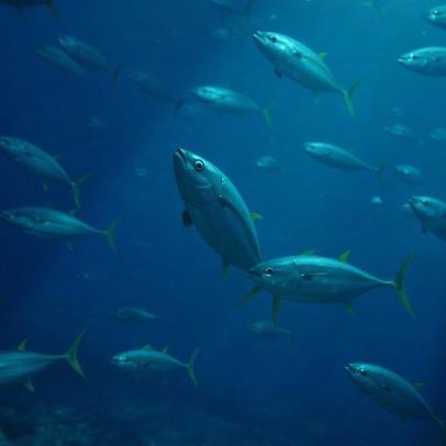 Tunas se recuperam, mas o trabalho ainda está longe de terminar