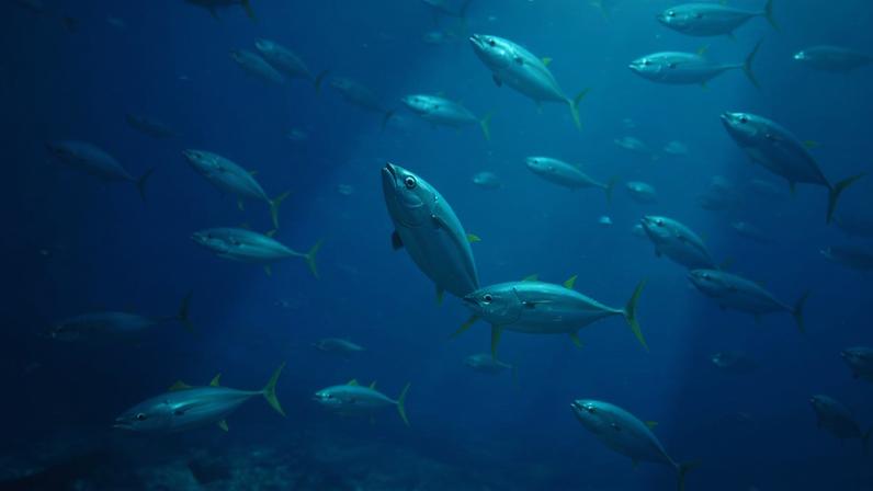 A school of albacore tuna gathered by a seine net, off the Seychelles. Photo by Marc Taquet