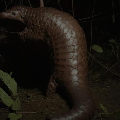 Em Bangladesh, cientistas estudam o retorno de pangolins resgatados à natureza