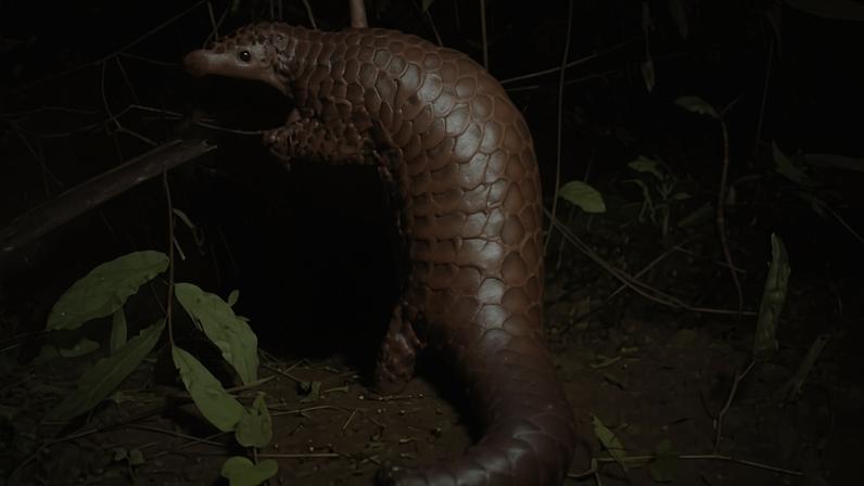 Em Bangladesh, cientistas estudam o retorno de pangolins resgatados à natureza