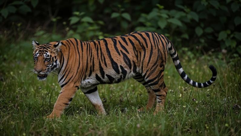 Camboja quer seus tigres de volta e planeja importar tigres de Bengala da Índia