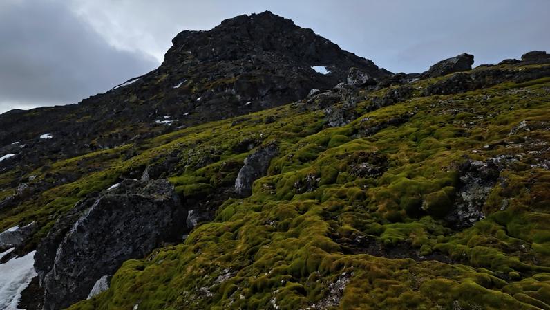Mosses blanket ice-free areas of Antarctica. Image courtesy of Peter Convey/British Antarctic Survey.