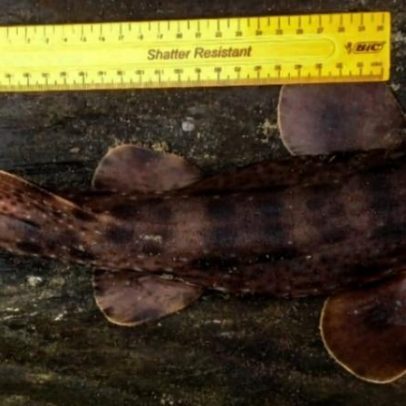 Novos recordes de tubarão-bambu perdido confirmados em Madagascar