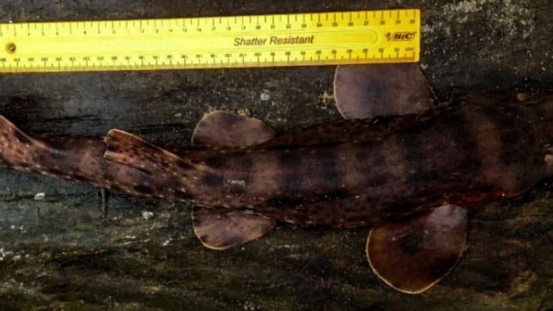Novos recordes de tubarão-bambu perdido confirmados em Madagascar