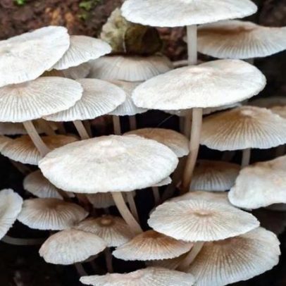 Argentina avança no mercado de fungos na América Latina, avaliado em US$ 4,7 bi