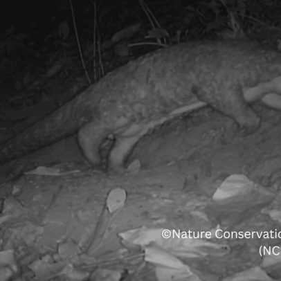 Pangolim chinês raro encontrado em floresta sagrada no Nepal