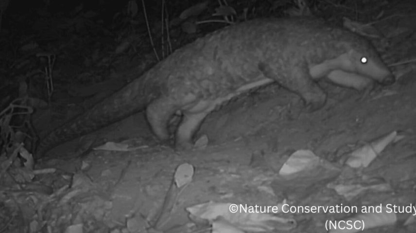 Pangolim chinês raro encontrado em floresta sagrada no Nepal