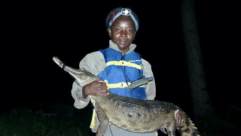 Cientista alerta para proteção do crocodilo trepador da Costa do Marfim