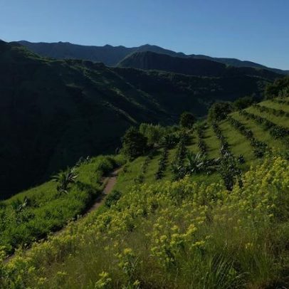 Agricultores de coca na Colômbia precisam de ajuda, não de balas
