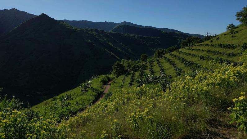 An aerial view of a mixed coffee and coca leaf plantation in Argelia, Colombia, on May 6, 2025.