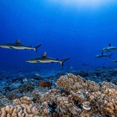 Polinésia Francesa amplia proteção oceânica para 30% de suas águas