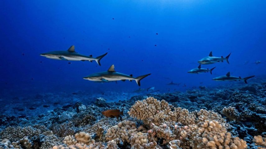 Sharks in French Polynesia. Image courtesy of Hannes Klostermann, Ocean Image Bank.